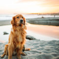 Traveling with Your Pet in Southeast Florida: A Guide to Pet-Friendly Accommodations